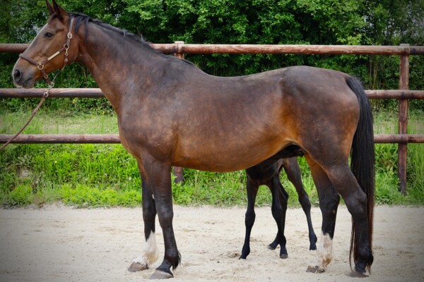 Osée des Prés Osée des Prés